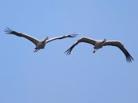 Kranich (Grus grus)  19